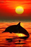 Diamond Painting Kit Full Drill Round Ocean Sunset And Dolphin