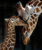Diamond Painting Kit Full Drill Round Giraffe Mum and Baby
