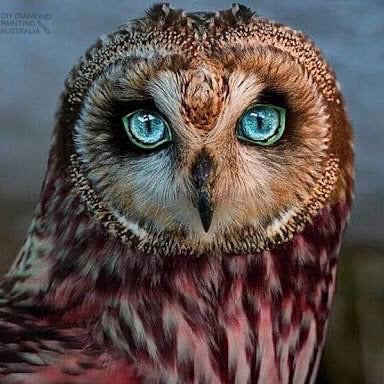 Diamond Painting Kit Full Drill Round Owl With Blue Eyes